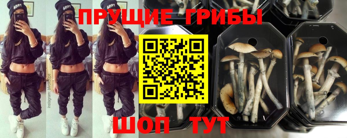 Полевской  Псилоцибиновые грибы Psilocybe  Вход с VPN 